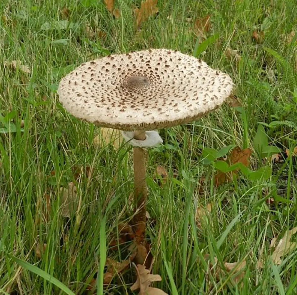 Macrolepiota procera